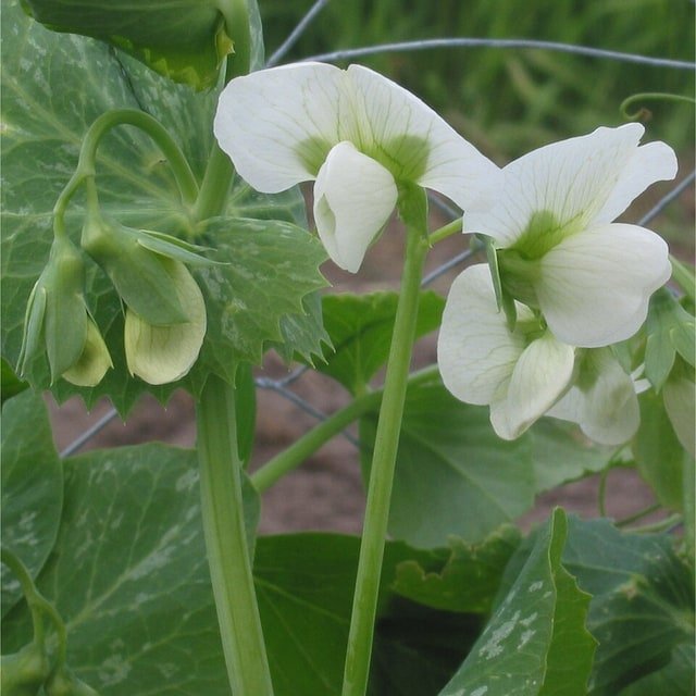 Pea Seed