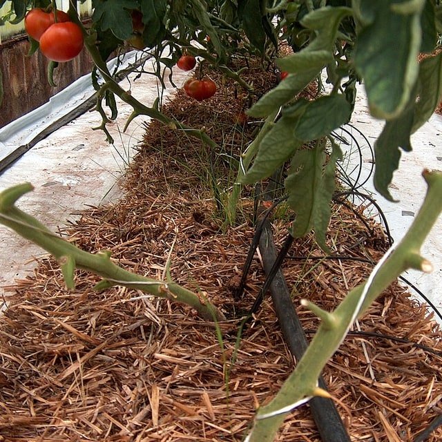 Tomato Seed