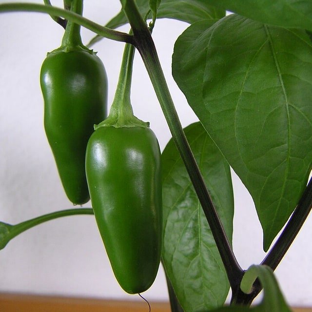 Capsicum Seed