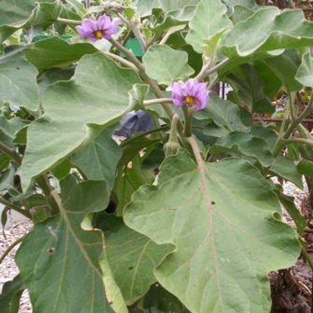 Brinjal Seed