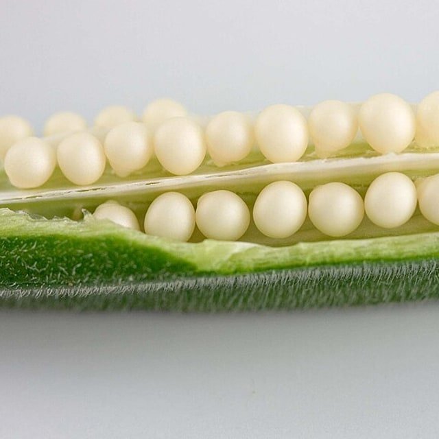 Okra/Lady Finger Seed