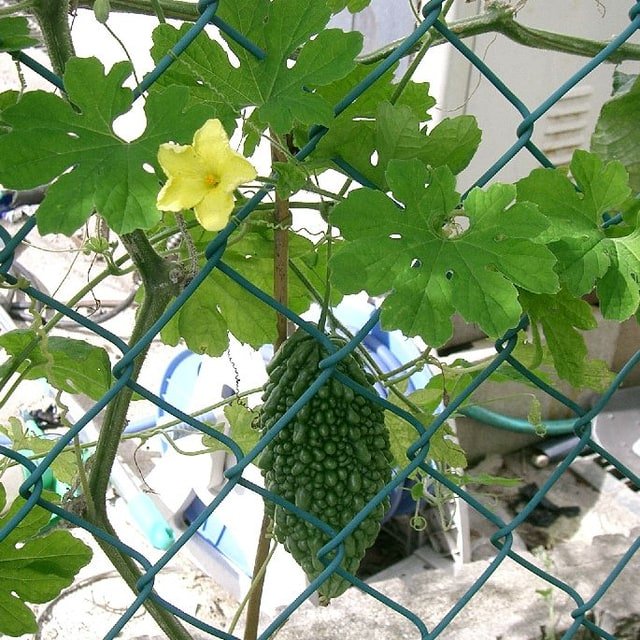 Bitter Gourd Seed