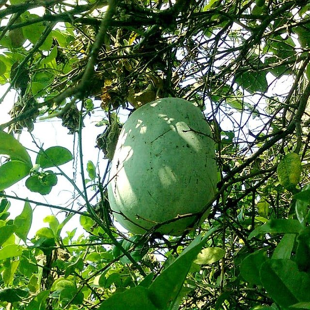 Ash Gourd Seed