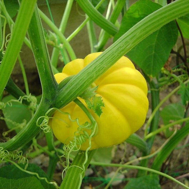 Pumpkin Seed