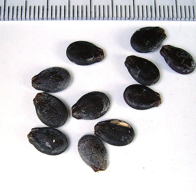 Watermelon Seed