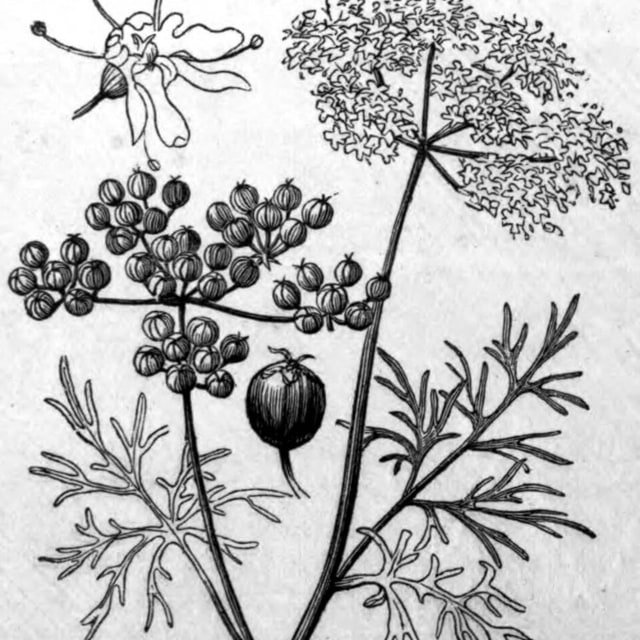 Coriander Seed for sowing