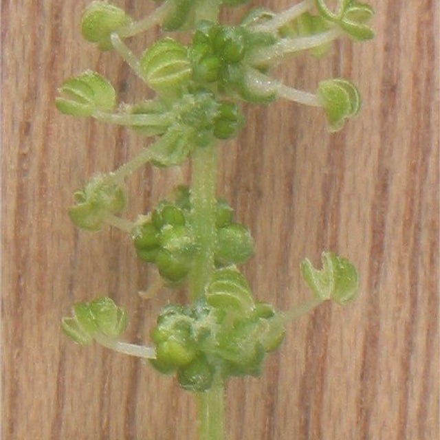 Spinach Seed