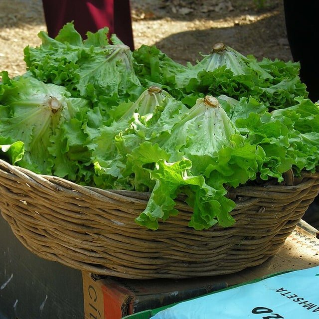 Lettuce Seed