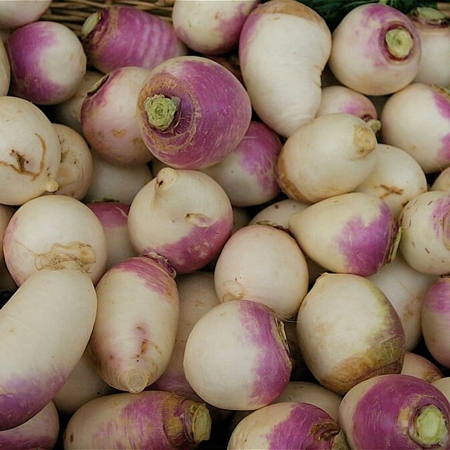 Turnip Seed