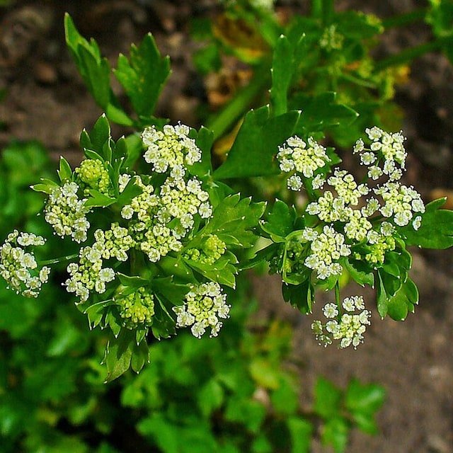 Celery Seed