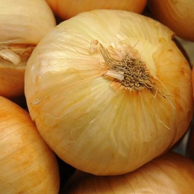 Spring Onion Seed