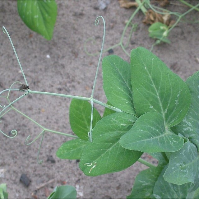 Cowpea Seed