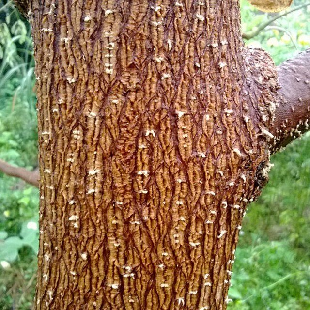 Drumstick/Moringa Seed