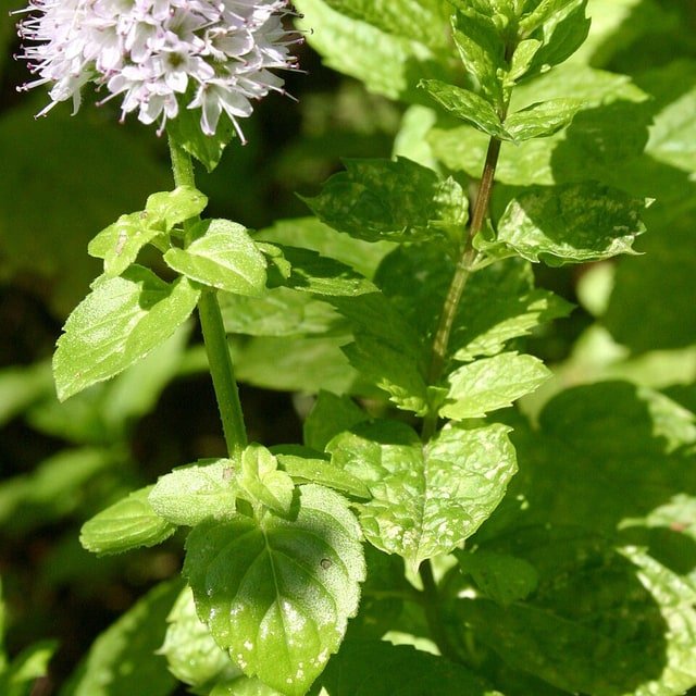 Mint Seed