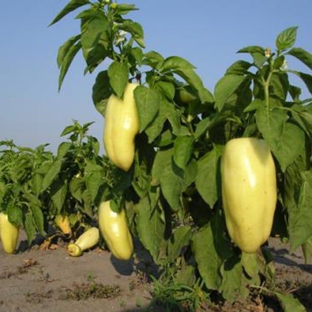 Hybrid Chilli Seed