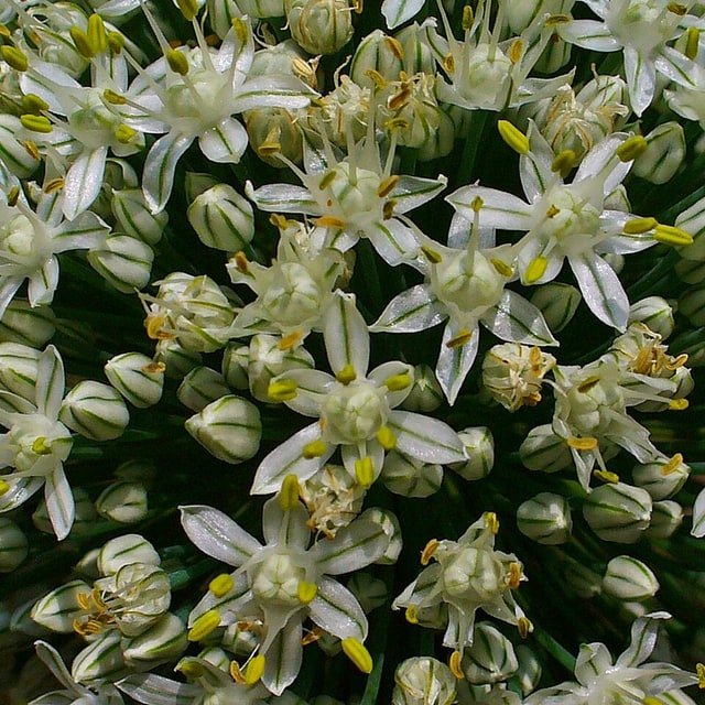 Hybrid Onion Seed