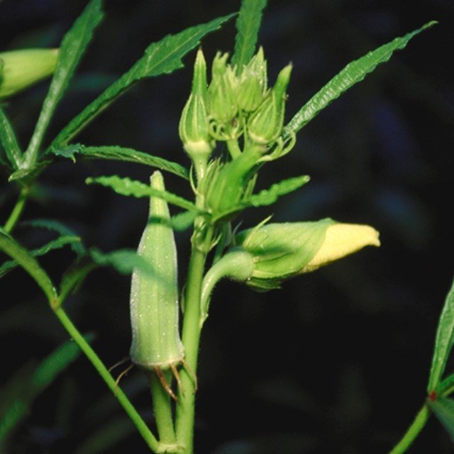 Hybrid Okra Seed