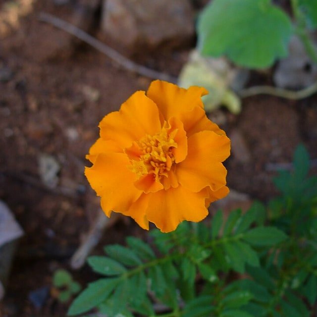 Marigold Seed
