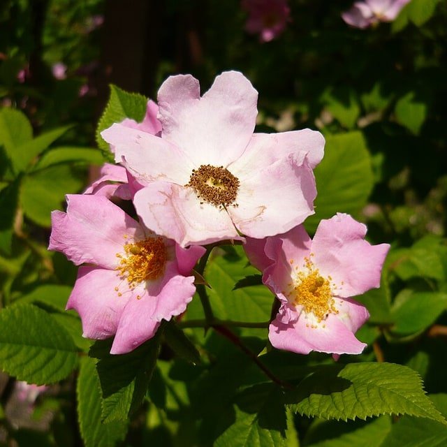 Rose Seed