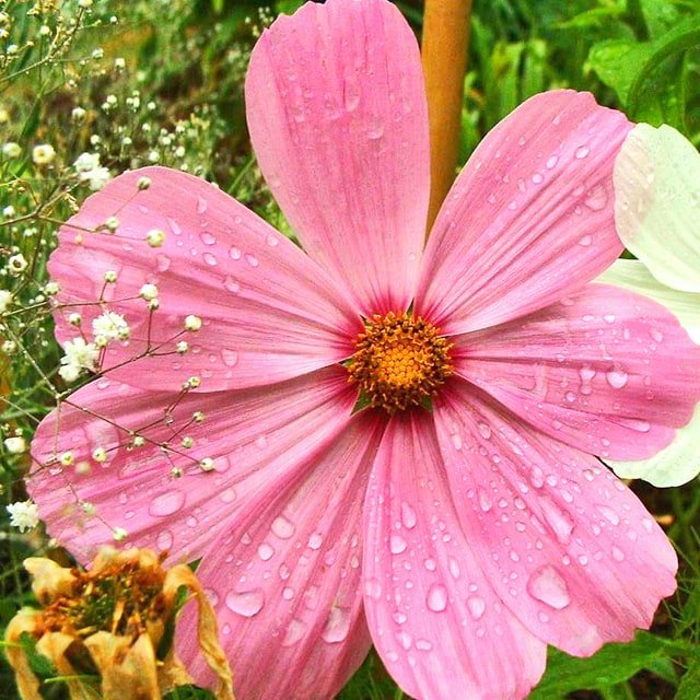 Cosmos Seed