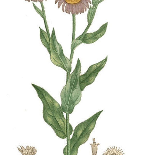 Aster Seed