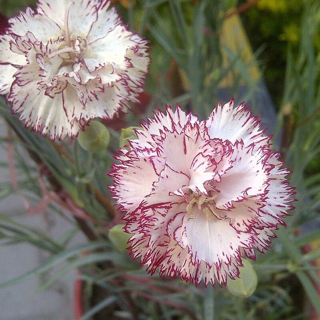 Carnation Seed