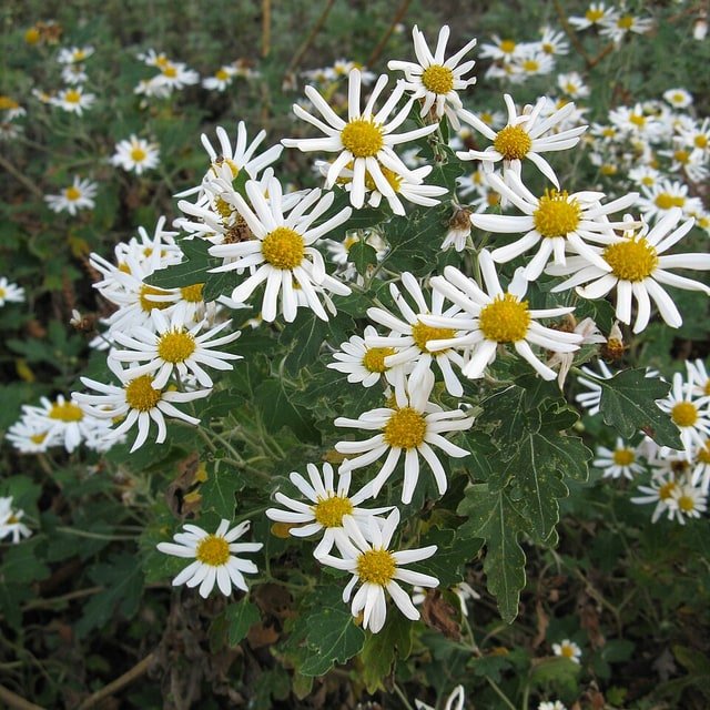 Chrysanthemum Seed