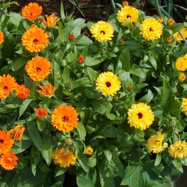 Calendula Seed