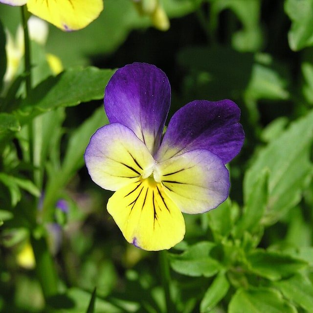 Pansy Seed