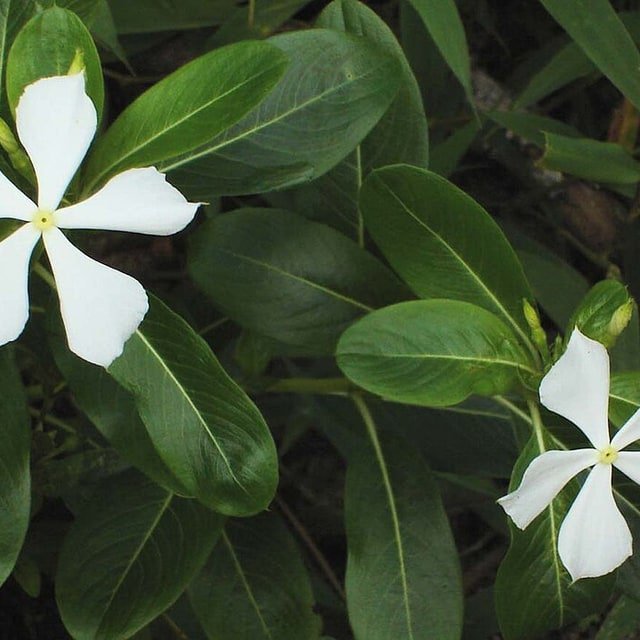 Vinca Seed