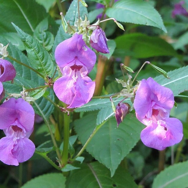 Impatiens Seed