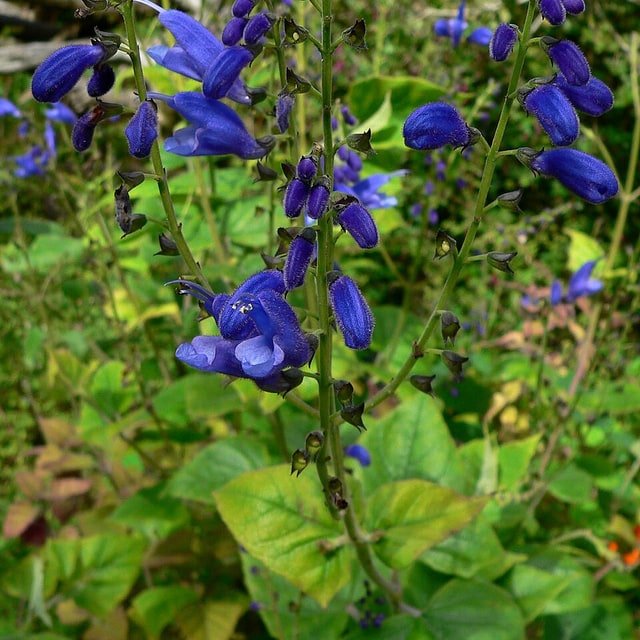 Salvia Seed