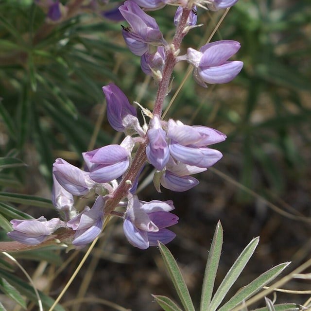 Lupin Flower Seed