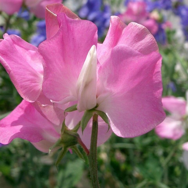Sweet Pea Seed