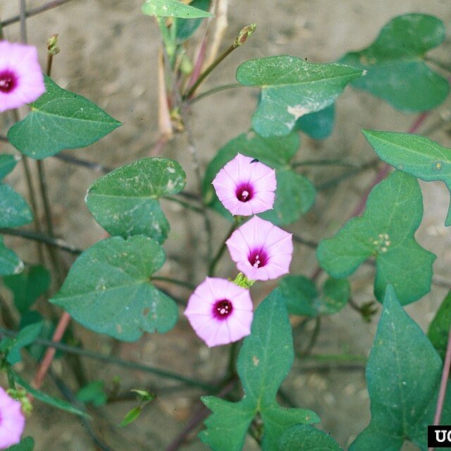Morning Glory Seed