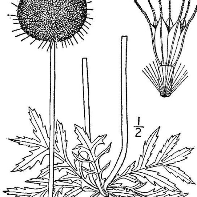 Gaillardia Seed