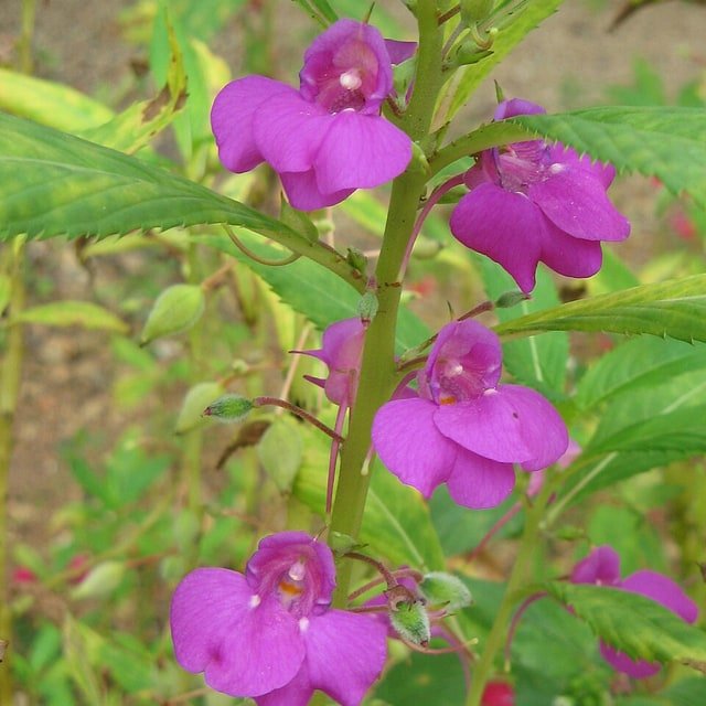 Balsam Seed