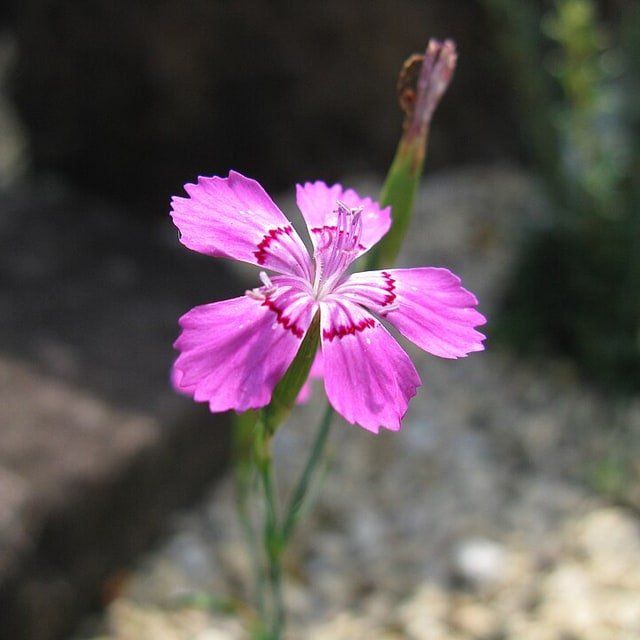 Dianthus Seed
