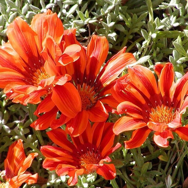 Gazania Seed
