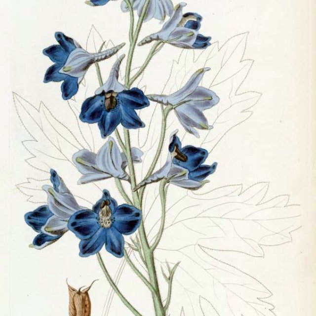 Larkspur Seed