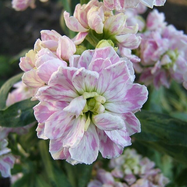 Stock Flower Seed