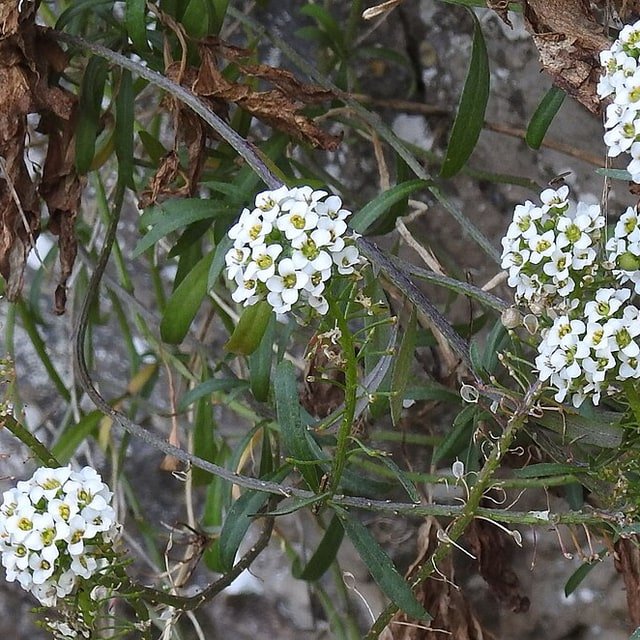 Alyssum Seed