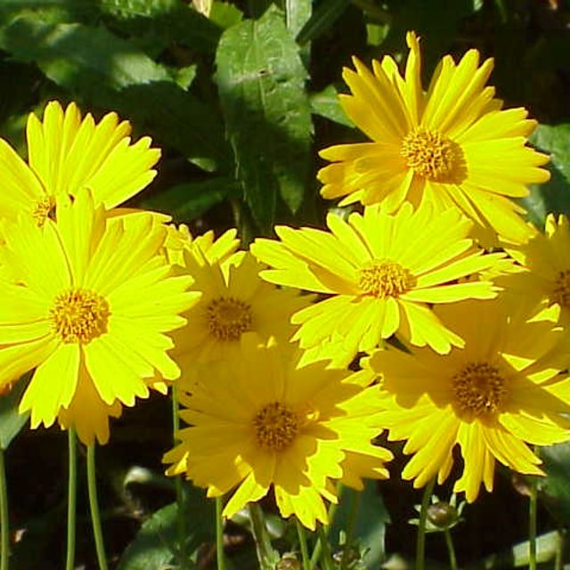 Coreopsis Seed