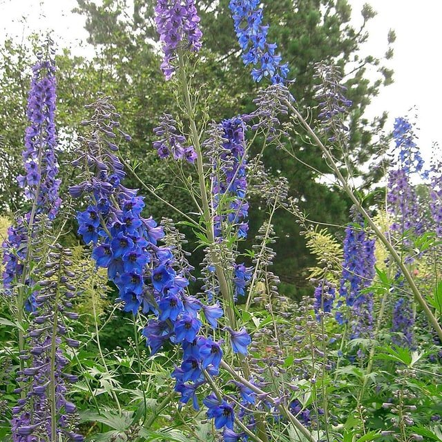 Delphinium Seed
