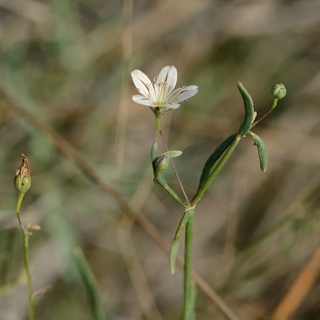 Gypsophila Seed