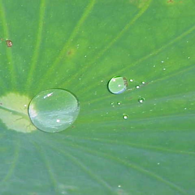 Lotus Seed for planting