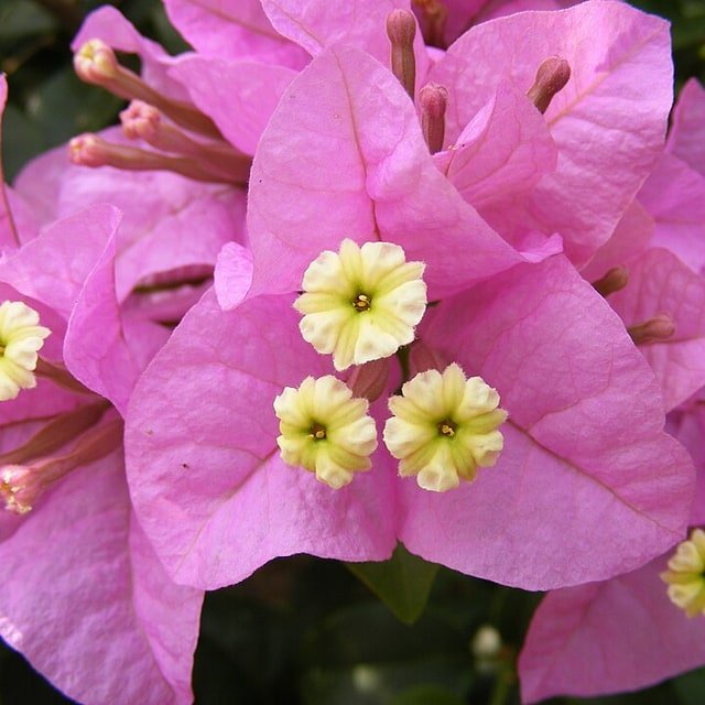 Bougainvillea Seed
