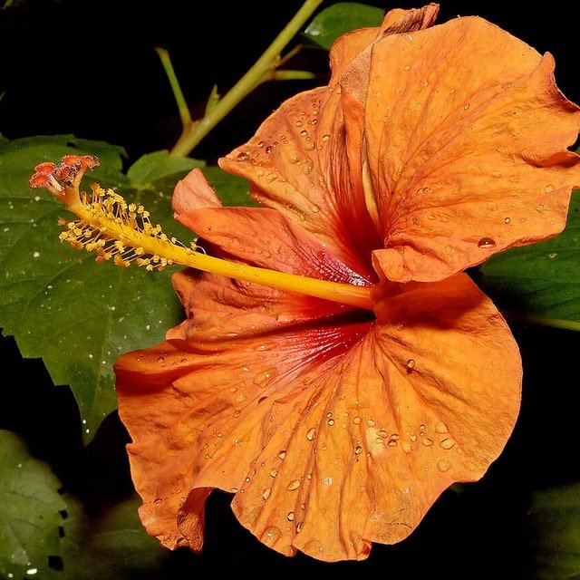 Hibiscus Seed