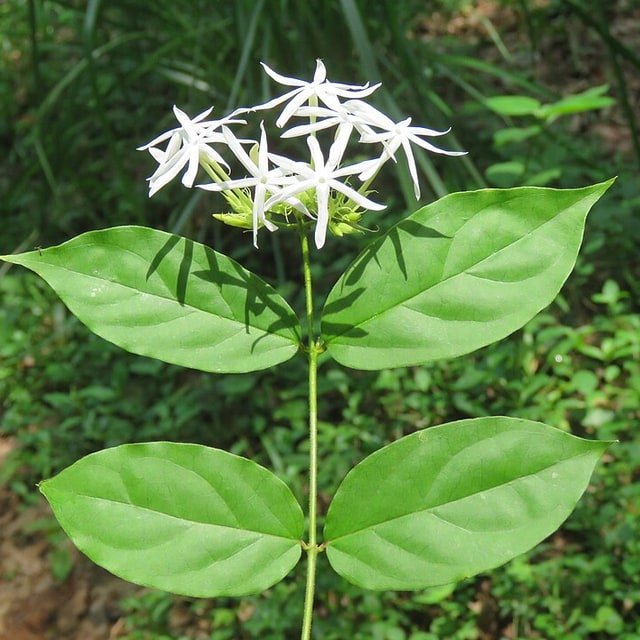 Jasmine Seed
