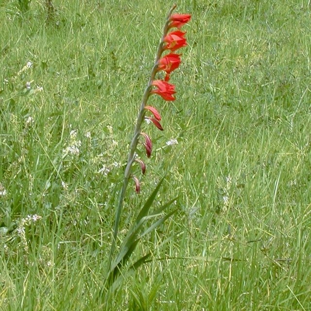 Gladiolus Seed
